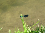 SX27986 Dragonfly.jpg